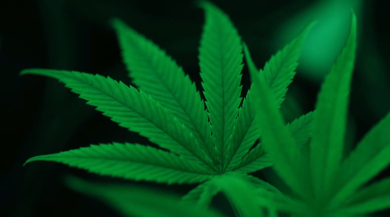 Cannabis in the vegetation room under green grow lights at Compassionate Cultivation in Manchaca, Texas, on February 7, 2018. (Vernon Bryant/Dallas Morning News/TNS)