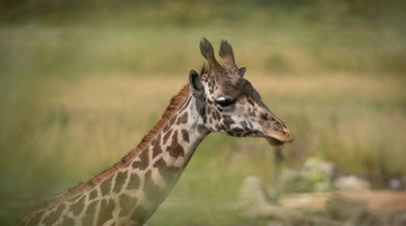 PHOTO FROM COLUMBUS ZOO FACEBOOK