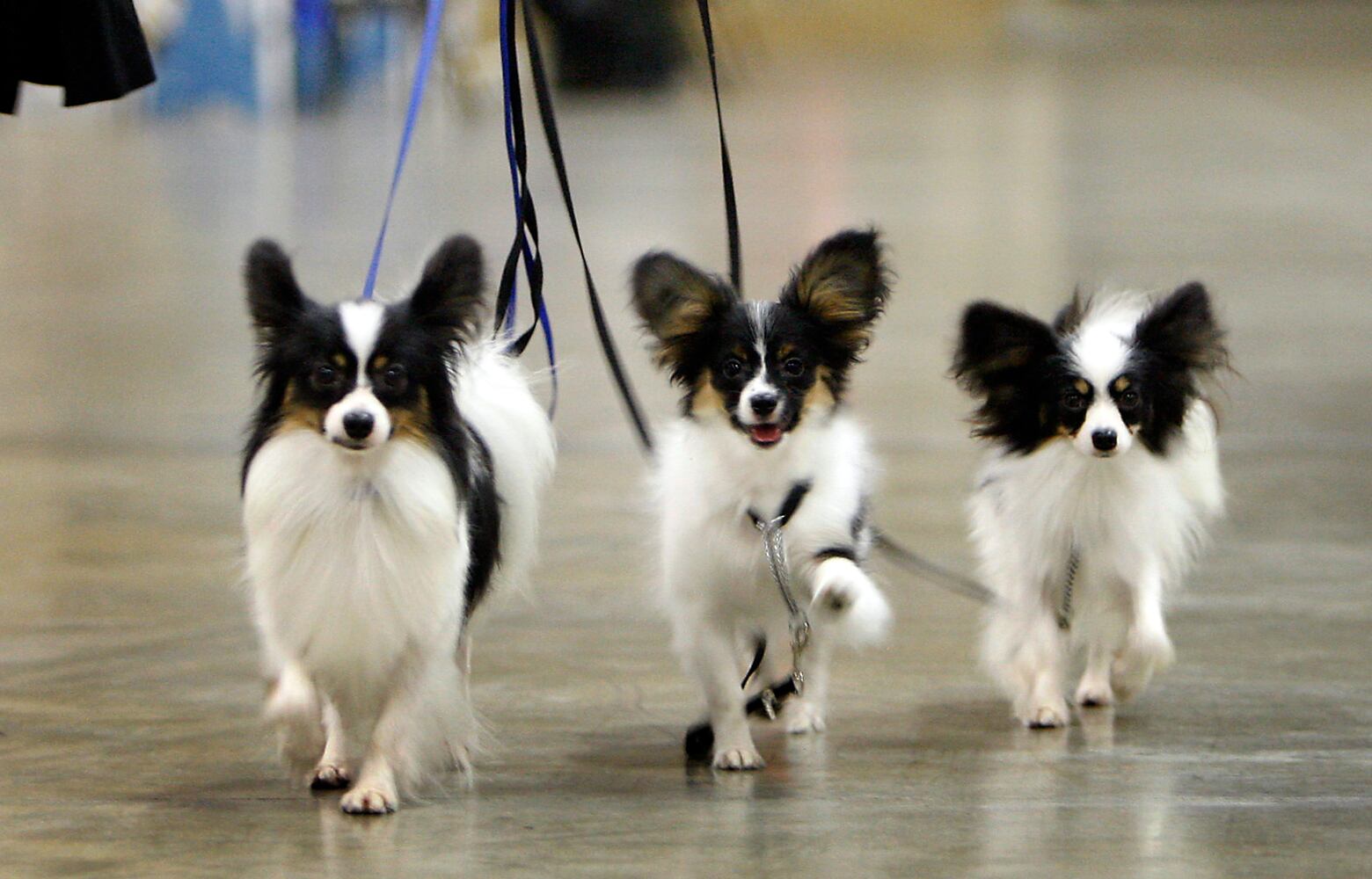 News hounds (8/21/2014)