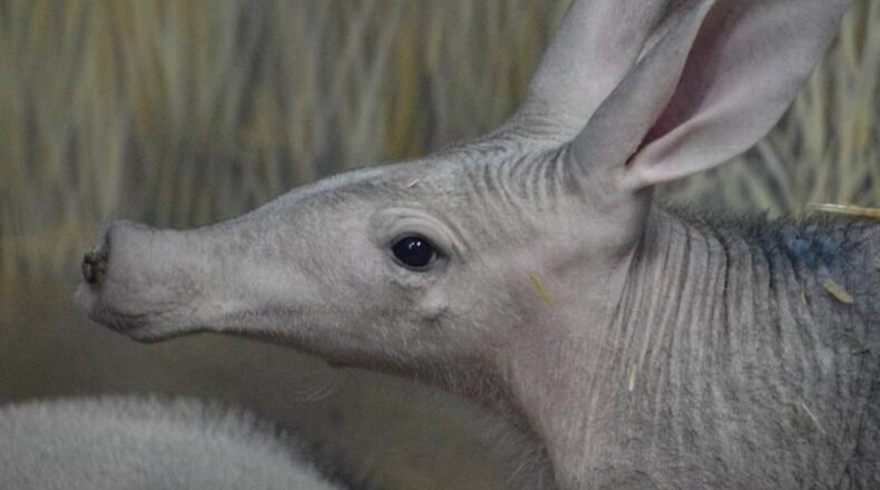 The Cincinnati Zoo & Botanical Garden is honoring those who protect the community by offering free admission to all active fire and police personnel, active and retired members of the military and frontline healthcare workers during September.