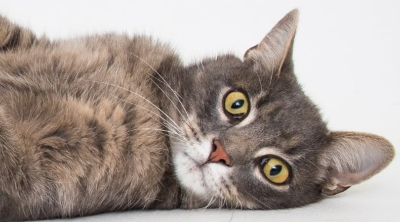 Asher is one of the cats at the Humane Society of Greater Dayton.