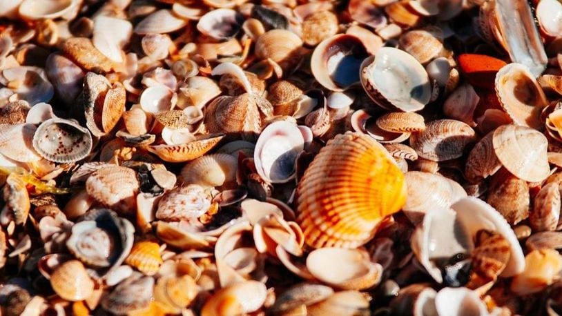 Is it time to get rid of that seashell collection?