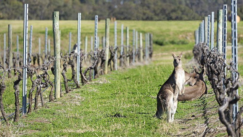 Kangaroos show up in some Australian vineyards, as well as on thousands of wine labels. (Davide Lo Dico/Dreamstime/TNS)