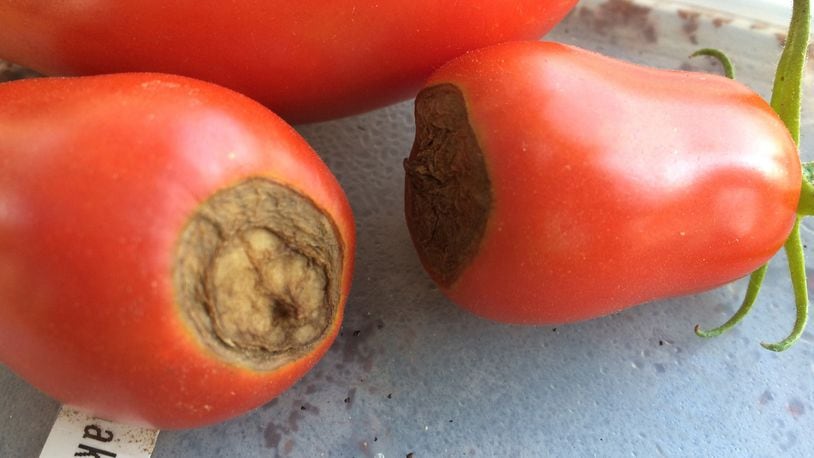 Blossom end rot on tomatoes. (Joan Morris/Bay Area News Group/TNS)