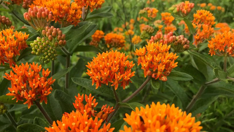 Milkweed flowers are a magnet for butterflies and pollinators. CONTRIBUTED/JASON SULLIVAN