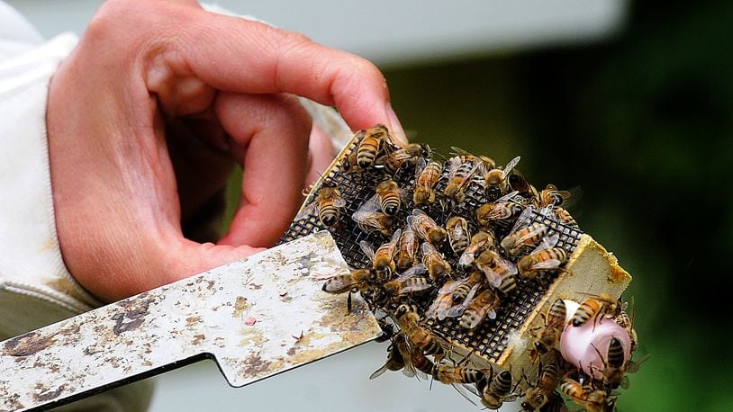Honeybees surround the queen bee cage held by Hongmei Li-Byarlay, research assistant professor of entomology at Central State University, that will be inserted into a hive where the bees will release her in a day or two. MARSHALL GORBY\STAFF