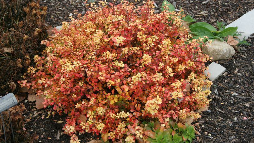 Fall color of Bonanza Gold barberry. Photo contributed by Pamela Corle-Bennett