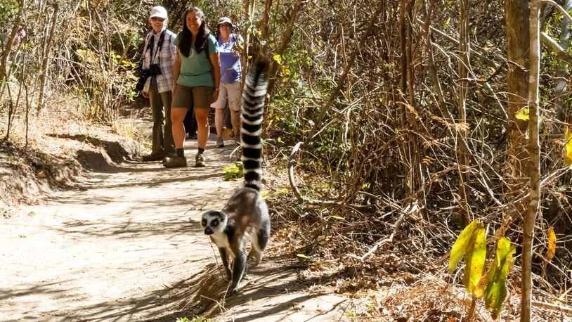 Lemur lovers with a robust travel budget should check out Natural Habitat Adventures’ trip in Madagascar, starting at $9,995 a person. (Alek Komarnitsky/Natural Habitat Adventures/TNS)