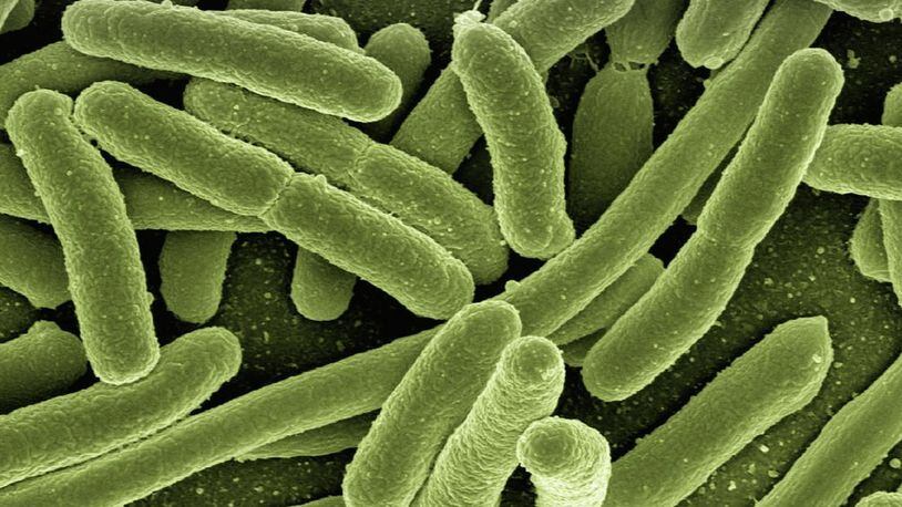 A bacteria seen under a microscope. Scientists believe hand sanitizers are becoming less effective against germs, something that is a concern in hospitals.