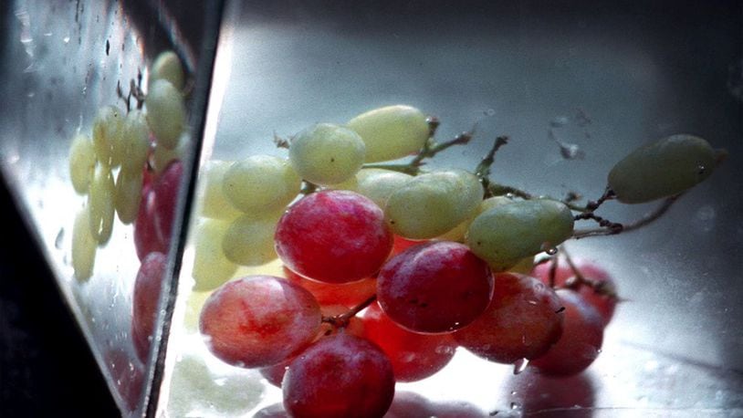 KRT FOOD STORY SLUGGED: GRAPES KRT PHOTO BY LINDA STELTER/THE STATE (KRT10 - November 2) Grapes are one of the oldest and most abundant food sources with varieties used for snacks to wine making. (CS) AP PL KD 1998 (Horiz)