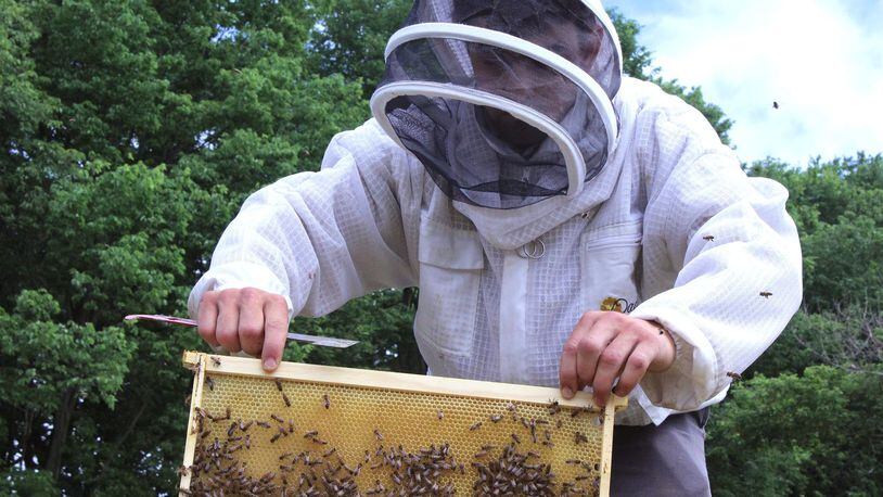 A beekeeper moves bees to Huffman Prairie at Wright-Patterson Air Force Base on June 16, 2015. STAFF FILE PHOTO