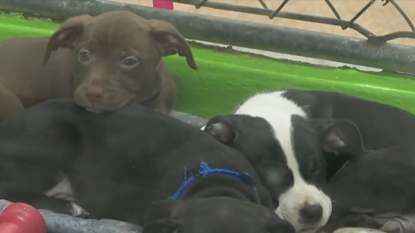 Cincinnati Animal CARE is putting out an urgent call to find homes for dozens of dogs as the animal shelter continues to be over capacity. CONTRIBUTED