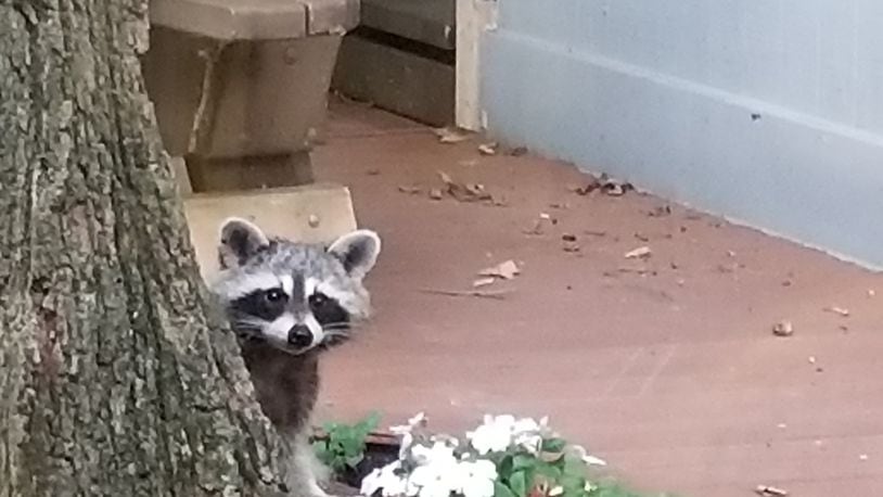 Priscilla Mutter took this photo of a raccoon in Clayton on July 4. Her description says, “Young raccoon.” We’ll take Priscilla’s word for it that the animal is indeed young. And because it was July Fouth, we’ll also give the critter credit for being patriotic.