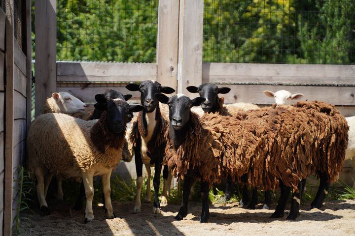 26 animals removed from Jefferson Twp. farm