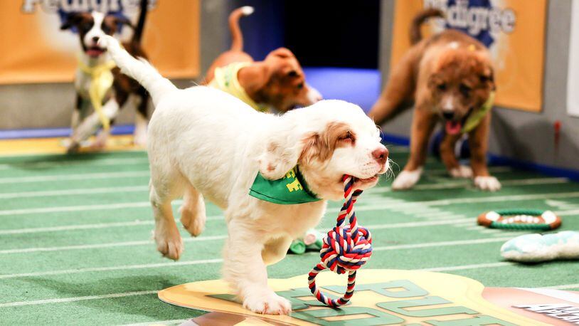 If you're looking for a palate cleanser before what's likely to be a knock-down, drag-out match between the Seattle Seahawks and the New England Patriots on Feb. 1, tune in to Animal Planet at 3 p.m. for Puppy Bowl XI, with Team Ruff taking on Team Fluff, complete with giggling goat cheerleaders, a water bowl cam and an air show featuring hamsters piloting a Twizzlers biplane. Click through to see a look at 12 members of the starting lineup, and click here to find out more about the game.