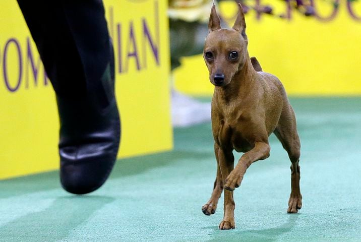 Classie, a miniature pinscher, named Best of the Toy Group