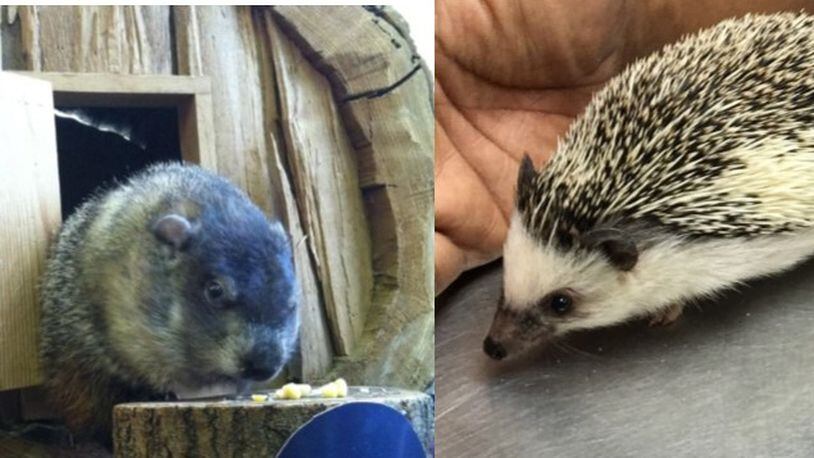 Rosie the Groundhog (left in an archived photo) will be replaced by Quilliam, the Boonshoft Museum of Discovery's new hedgehog. Rosie died in October. Quilliam photo: submitted.