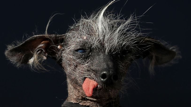 A Chinese Crested dog named Chase looks on during the 2017 World's Ugliest Dog contest at the Sonoma-Marin Fair on June 23, 2017 in Petaluma, California. Martha, a Neapolitan Mastiff, became the World's Ugliest Dog during the Sonoma-Marin Fair.