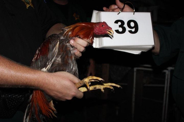 Photos: Cockfighting ring located in Winter Haven