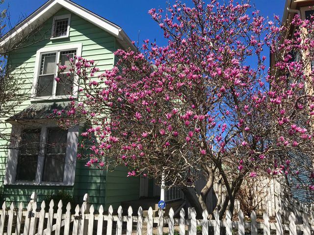 PHOTOS: South Park is a pastel-colored spring wonderland with pink and white blooms