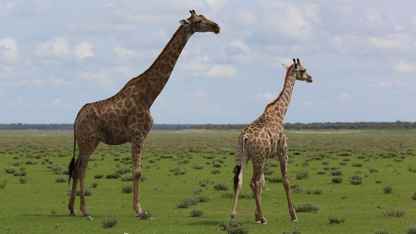 A couple of giraffes strike a pose in Etosha National Park. (Michaela Urban/Chicago Tribune/TNS)