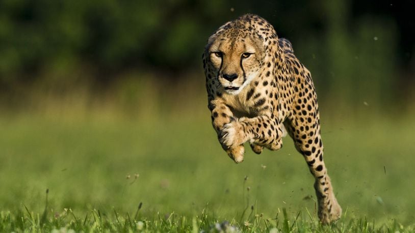 Sarah, a cheetah who set the land speed record, running at the Mast Farm in Clermont County in 2012.