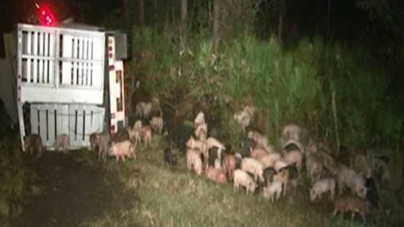Pigs were found wandering the highway after a tractor-trailer crash.
