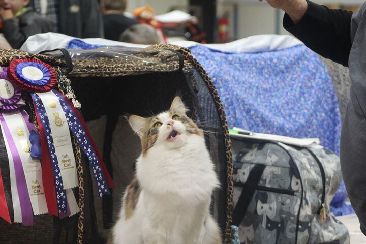 PHOTOS: See these amazing cats at the Dayton Cat Fanciers show 2017