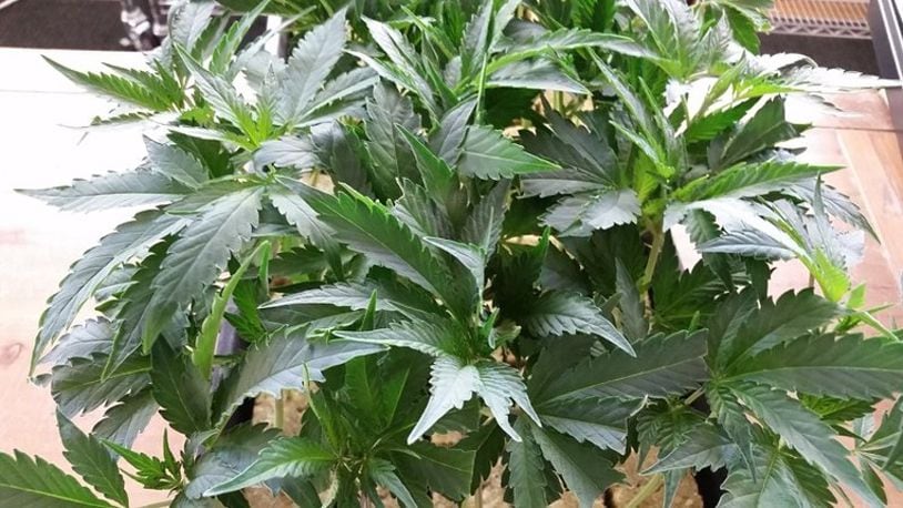Communities across Ohio are respond in myriad ways to coming legalization of medical marijuana.