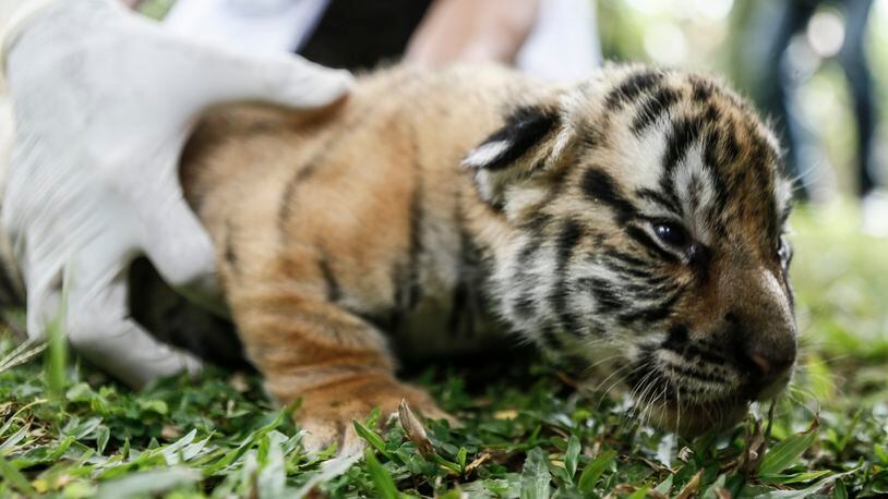The Cincinnati Zoo has welcomed three new Malayan tiger cubs. They they look like the baby Bengal tiger pictured above. The Malayan cubs are valuable because they will eventually help diversify the zoo population of Malayan tigers.
