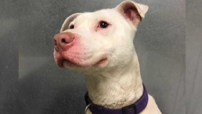 Ghost is well-suited to life as a K-9 officer, but it might not have happened if not for a journey between animal shelters in Florida and Washington State organized by animal rescuers.