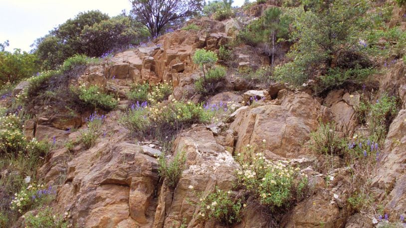 Lupine on this cliff are annuals from seed in the runoff with monkey-flowers. (Maureen Gilmer/TNS)