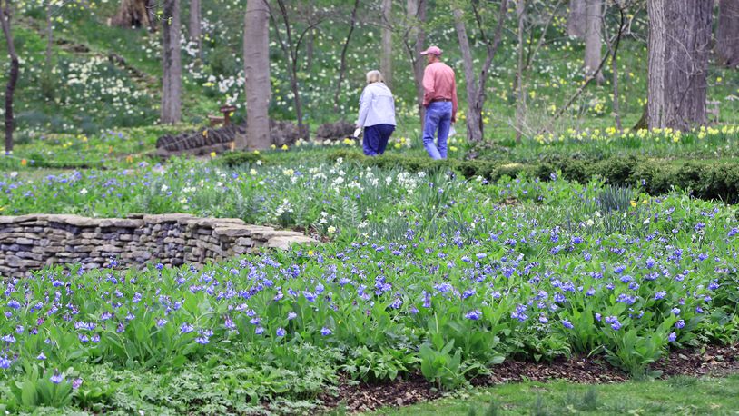 Tens of thousands of Virginia bluebells are bursting into bloom at Aullwood Garden MetroPark. The spring perennials are the progeny of 250 plants originally purchased by Marie and John Aull. Marie Aull was considered the godmother of environmental movement in southwestern Ohio, according to Five Rivers MetroParks. She donated her garden retreat in the late 1970s for the public to enjoy. The 35-acre park, 955 Aullwood Rd., flowers most of the seasons of the year. LISA POWELL / STAFF