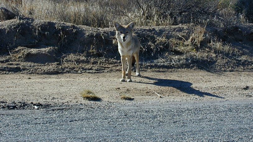 (File photo of a coyote via Pixabay)