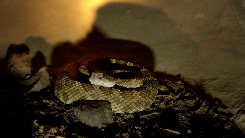 A Texas woman found an unwelcome guest in her home as a rattlesnake entered through a dog door.