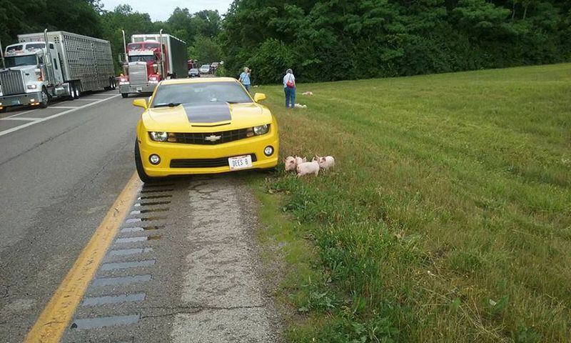 2,220 pigs loose on Ohio highway