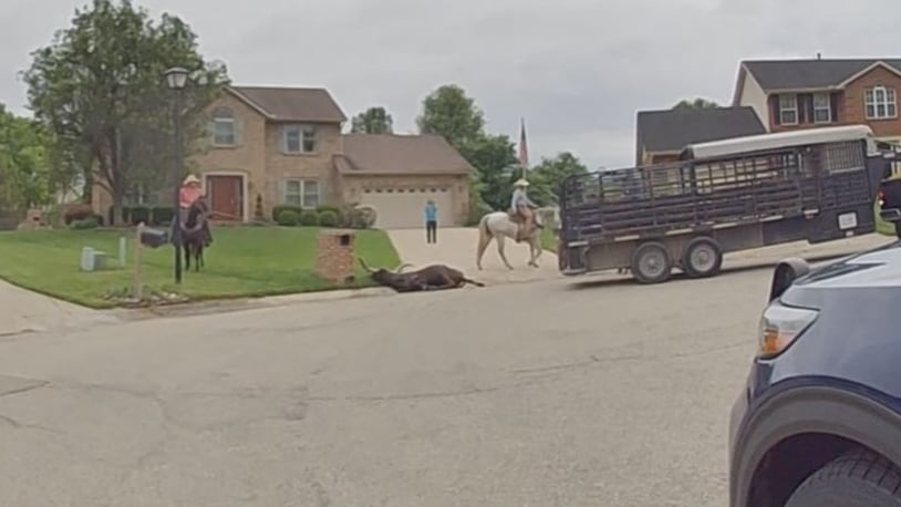 Fairfield Twp. police and others lassoed multiple steer that got loose in the area May 15-16, 2023. A bull was captured in Liberty Twp. All escaped from their home on Morris Road. CONTRIBUTED/FFTWP POLICE