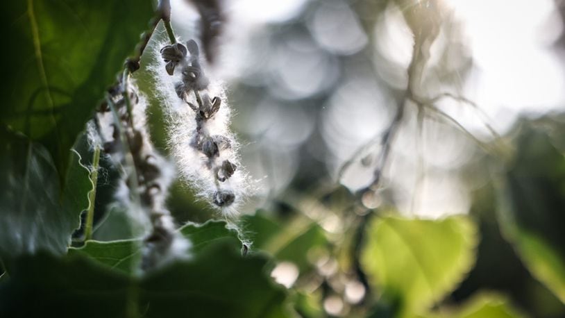 The Eastern Cottonwood is native to the North America and to Ohio. In the spring, the female plants disperse cotton-like seeds that looks like snow floating in the air. JIM NOELKER/STAFF