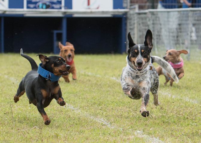 19th Annual Buda Wiener Dog Races, 04.24.16