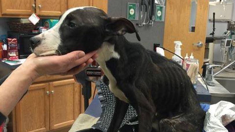 The Lemon Twp. owners of this dog have been charged with animal cruelty. CONTRIBUTED