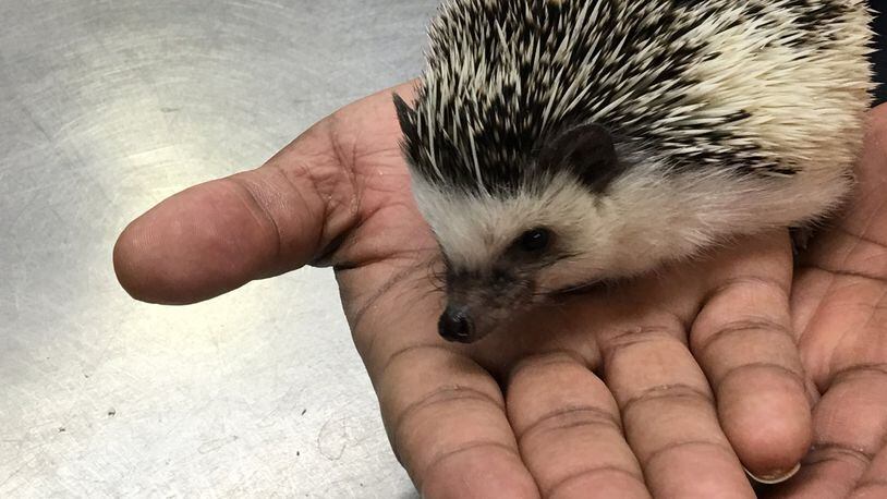 Meet Quilliam, the Boonshoft Museum of Discovery’s new African pygmy hedgehog. SUBMITTED