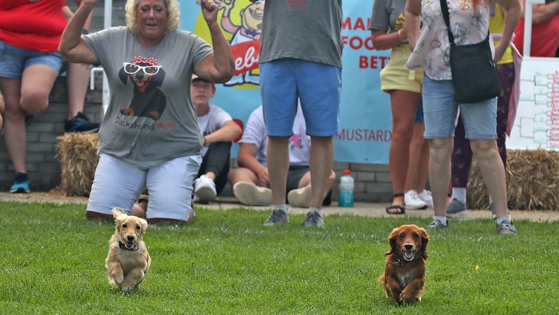 One of the highlights of MustardFEST is the Champion City Wiener Dog Races Saturday, Sept. 17, 2022 at National Road Commons Park in Springfield. BILL LACKEY/STAFF