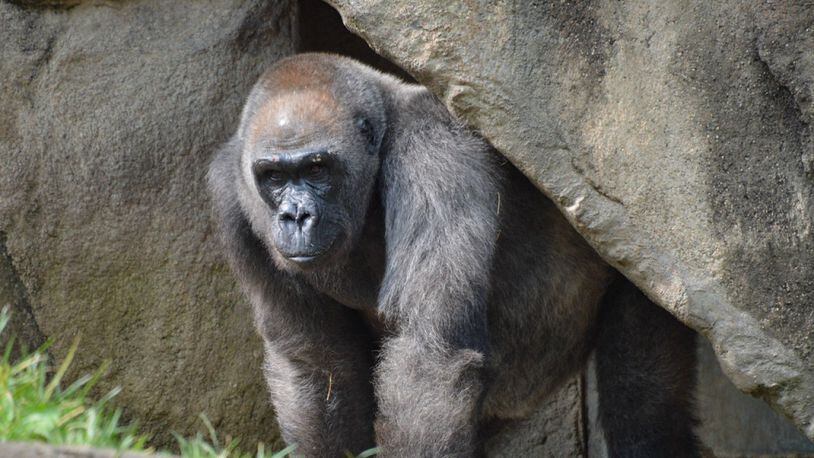Samantha the gorilla, the Cincinnati Zoo's oldest mammal, died on Sunday, March 29, 2020 at the age of 50. WCPO-TV