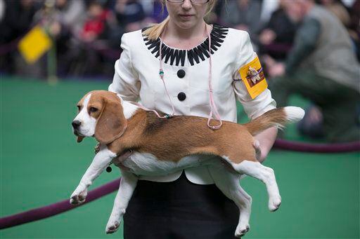 A Beagle is held before being placed on a judging table