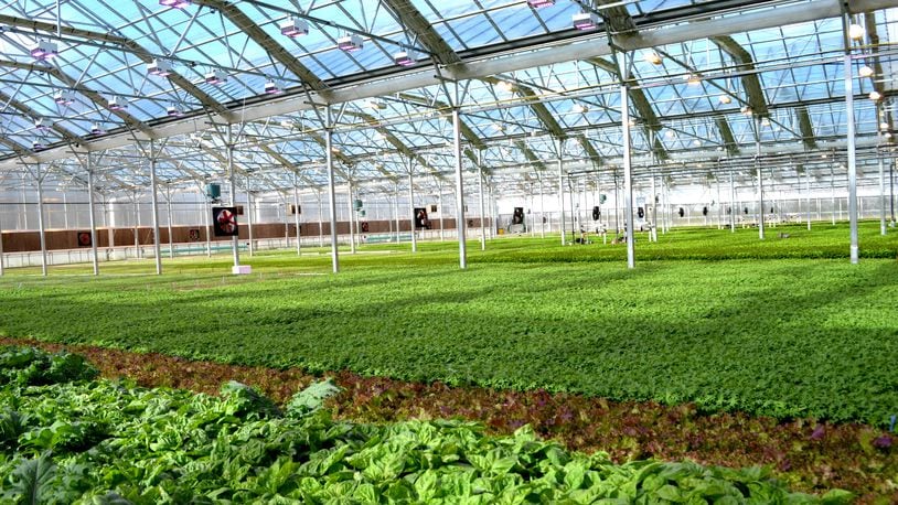 BrightFarms is planning to open a Wilmington greenhouse. Pictured is another BrightFarms location similar to what will open in Wilmington.